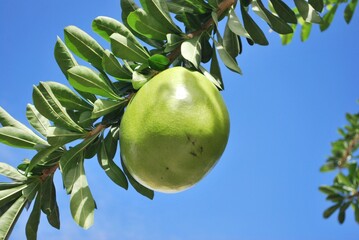 Fondos,texturas pisadas en la arena,agua de mar.