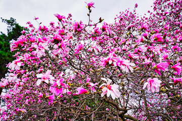 Pastel Pink Magnolia flowers in full bloom at the beginning of Spring in early May at the Dominion...