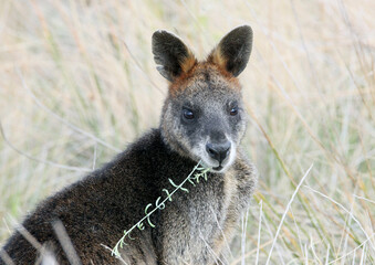 Fototapeta premium Phillip Island Wallabies