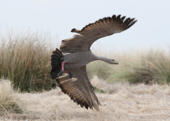 Cape Barren Goose in flight