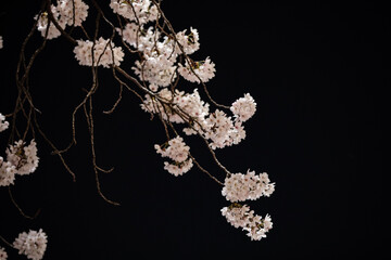 Beautiful cherry blossom scenery at night on a warm spring day