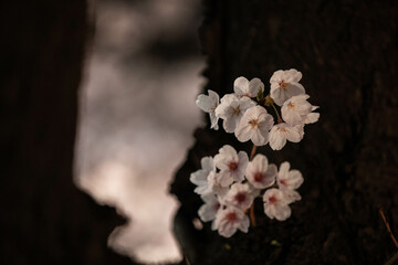 Beautiful cherry blossom scenery at night on a warm spring day