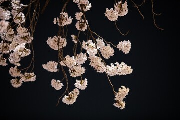 Beautiful cherry blossom scenery at night on a warm spring day