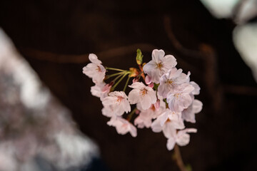 Beautiful cherry blossom scenery at night on a warm spring day