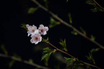 Beautiful cherry blossom scenery at night on a warm spring day
