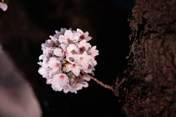 Beautiful cherry blossom scenery at night on a warm spring day