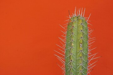 Los cactus a veces menospreciados contribuyen con la naturaleza,y la vida en el planeta.