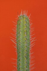 Los cactus a veces menospreciados contribuyen con la naturaleza,y la vida en el planeta.