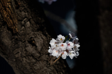 Beautiful cherry blossom scenery at night on a warm spring day