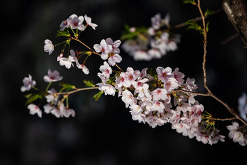 Beautiful cherry blossom scenery at night on a warm spring day