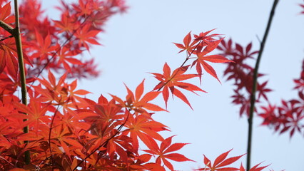 red maple leaves