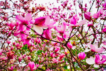 Magnolia tree with pink blossoms in full bloom of spring in early May at the Dominion Arboretum...