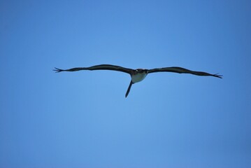 Cerca del mar podemos encontrar gran variedad de aves acuaticas y de vez en cuando hasta guacamayas!