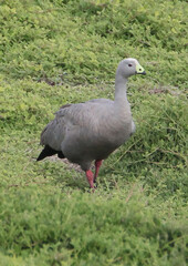 Cape Barren Geese and Phillip Island Wallabies