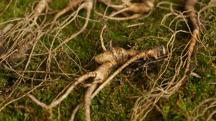 Fresh ginseng