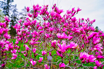 Obraz premium Close up of deep Pink Magnolia flowers in full bloom at the beginning of Spring in early May at the Dominion Arboretum Gardens in Ottawa,Ontario,Canada