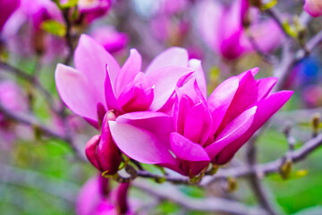 Close up of deep Pink Magnolia flowers in full bloom at the beginning of Spring in early May at the...