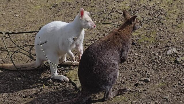 Close view of an albino kangaroo eating buds from branches on the ground and looking.