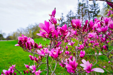 Close up of deep Pink Magnolia flowers in full bloom at the beginning of Spring in early May at the...