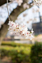 桜