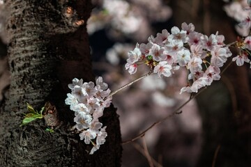 Beautiful cherry blossom scenery at night on a warm spring day