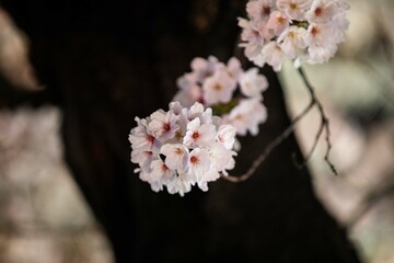 Beautiful cherry blossom scenery at night on a warm spring day