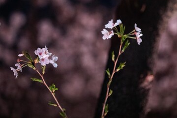 Beautiful cherry blossom scenery at night on a warm spring day