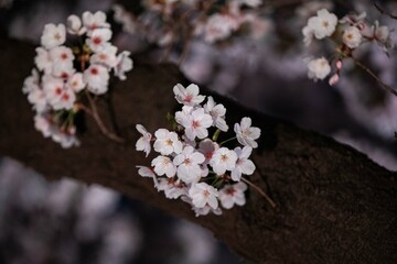 Beautiful cherry blossom scenery at night on a warm spring day
