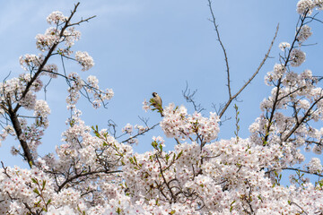 桜