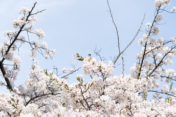 桜