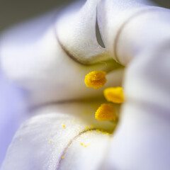 Flower of spring star (Ipheion uniflorum) in Japan in spring