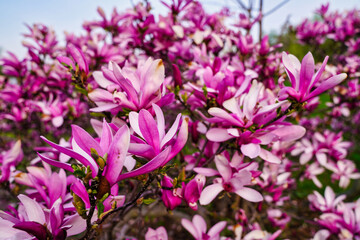 Close up of deep Pink Magnolia flowers in the afternoon sun on a warm spring day at the Dominion Arboretum Gardens in Ottawa,Ontario,Canada