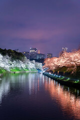 東京都千代田区九段にある千鳥ヶ淵に咲く桜の夜景