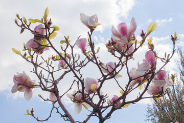 pink magnolia blossom