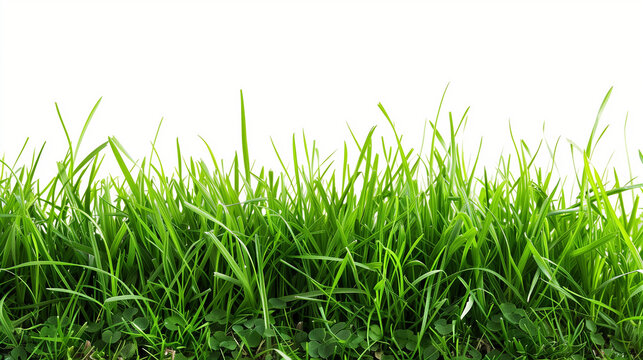 Green grass border on white background