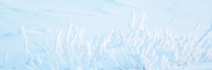 Plants in the tundra in the Arctic are covered with hoar frost. Snow and rime ice on the branches of bushes. Twigs covered with hoarfrost. Cold snowy winter weather. Wide panoramic light background.
