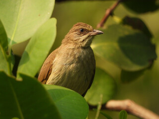 Streak-eared Bulbul (Pycnonotus conradi)