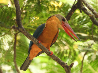 Stork-billed Kingfisher (Pelargopsis capensis)