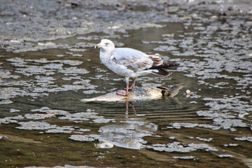 Herring Gull of non-breeding variety feeding on a dead carp fish in the rideau canal in early spring in Ottawa,Ontario,Canada at the Dominion Arboretum Gardens in Ottawa,Ontario,Canada