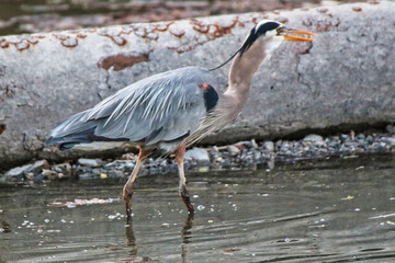 A Great Blue Heron catching a shrimp in the rideau canal in early spring in Ottawa,Ontario,Canada at the Dominion Arboretum Gardens in Ottawa,Ontario,Canada
