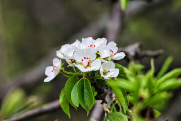 Close up of a bunch of Delicate white Pear blossom flowers in bloom, botanical name- pyrus...