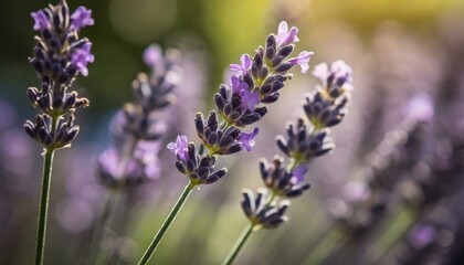 Fototapeta premium Lavender plant flowers with blurred background