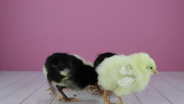 Delight in the innocent playfulness of four fluffy baby chicks captured in this charming stock footage