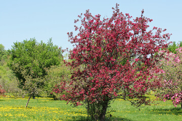 Fototapeta na wymiar Crab apple trees in bloom in the lush green meadows carpeted with yellow dandelions on a bright spring day at the Dominion Arboretum Gardens in Ottawa,Ontario,Canada