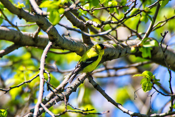 American Goldfinch perched on the branch of a tree at the Dominion Arboretum Gardens in...