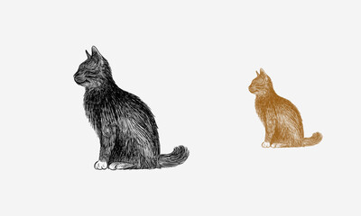 hand drawn Sitting cat lit from the side view, Hand drawn vector illustration of domestic animal