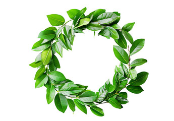 A wreath of green leaves on a white background 