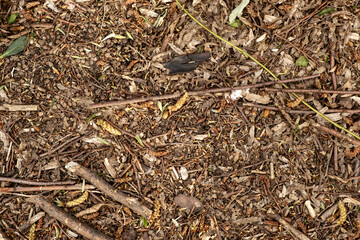 Nature's Carpet Forest Floor Texture