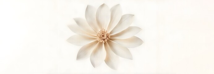 Closeup delicate beige flower of pastel on white gradient background with blank space for text, summer and spring background concept