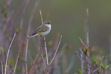 Arctic Warbler